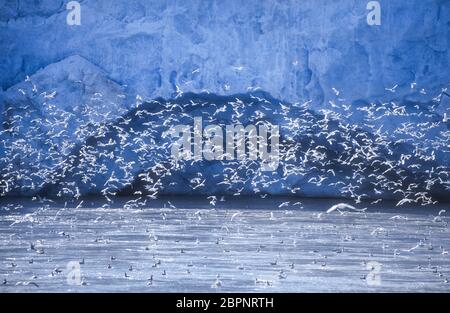 Kittiwakes; Glaciers; Svalbard Stockfoto