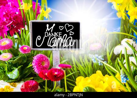 Schild mit Deutschen Callligraphy Danke Mama bedeutet Danke Mama. Sonnige Frühling Blumen Wiese mit Gänseblümchen, Narzisse, Primrose und Hyazinthe. Stockfoto