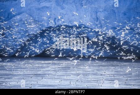 Kittiwakes; Glaciers; Svalbard Stockfoto