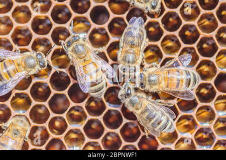 Nahaufnahme der Honigbienen auf der Wabe in der Sommerzeit in der Bienenzucht Stockfoto