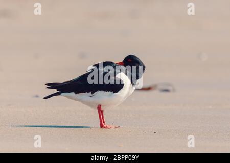 Vogel eurasischen Austernfischer Haematopus ostralegus am Strand von Helgoland, Nordsee, Deutschland Stockfoto