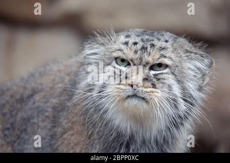 Portrait von schöne Katze, Pallas Cat's, Otocolobus manul ruht. Kleine wilde Katze mit einem breiten aber fragmentiert Verteilung im Grasland und monta Stockfoto