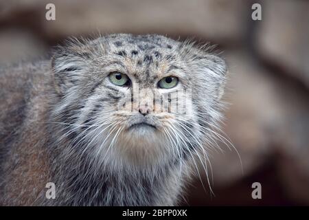 Portrait von schöne Katze, Pallas Cat's, Otocolobus manul ruht. Kleine wilde Katze mit einem breiten aber fragmentiert Verteilung im Grasland und monta Stockfoto