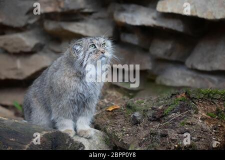 Portrait von schöne Katze, Pallas Cat's, Otocolobus manul ruht. Kleine wilde Katze mit einem breiten aber fragmentiert Verteilung im Grasland und monta Stockfoto