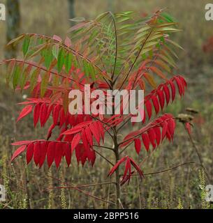 Kleine staghorn sumac Baum im Feld im Herbst Stockfoto