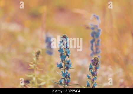 Blühende vibrant blue Echium vulgare, blueweed Blume Pflanzen auf dem Feld. Stockfoto