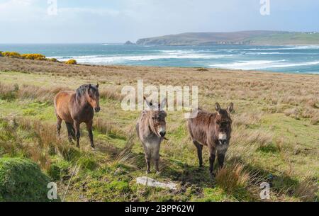 Küstenlandschaft, darunter zwei Esel und ein Pferd auf einer Wiese in Irland Stockfoto