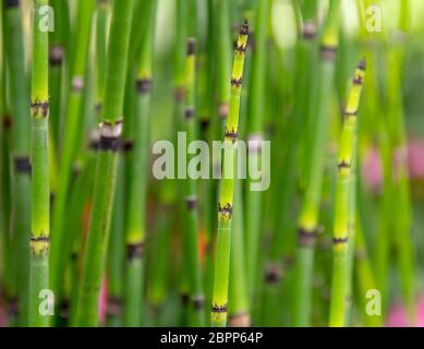 Full Frame Detailansicht Bild zeigt eine Schachtelhalm Stockfoto