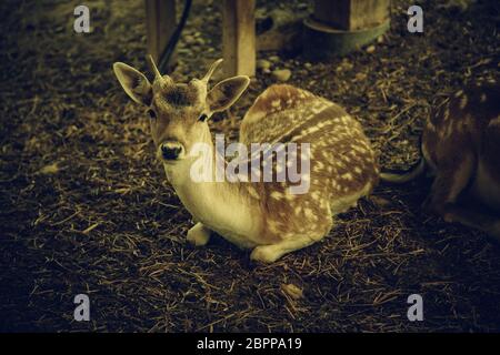 Ox auf einem Bauernhof, Detail von einem Säugetier, Haustier Stockfoto