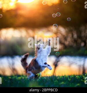 Schöne flauschige Katze springt und fängt Seifenblasen mit ihren Pfoten