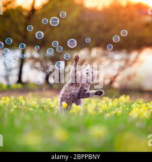 Schöne flauschige Katze springt und fängt Seifenblasen mit ihren Pfoten