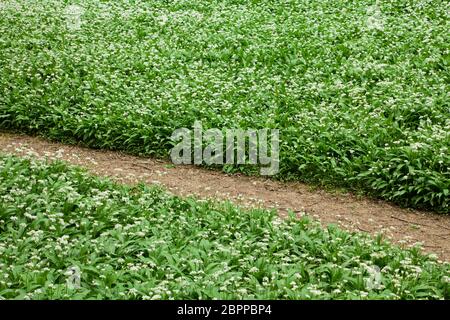 Pfad durch bewaldete Buchenwälder mit blühenden Ramsons in Robin Hood's Howl, North Yorkshire, Großbritannien. Stockfoto