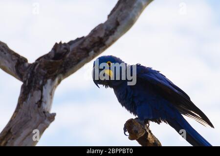 Paar Hyazinth-Ara aus Pantanal, Brasilien.  Brasilianischen Tierwelt. Größte Papagei der Welt. Anodorhynchus hyacinthinus Stockfoto