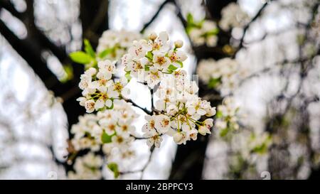 Nahaufnahme von weißen Blüten auf einem Baum im Park im Frühjahr Stockfoto