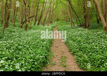 Pfad durch bewaldete Buchenwälder mit blühenden Ramsons in Robin Hood's Howl, North Yorkshire, Großbritannien. Stockfoto