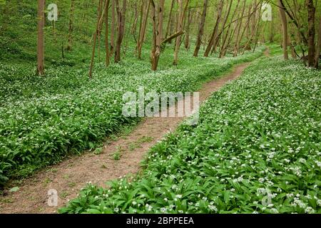 Pfad durch bewaldete Buchenwälder mit blühenden Ramsons in Robin Hood's Howl, North Yorkshire, Großbritannien. Stockfoto