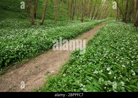 Pfad durch bewaldete Buchenwälder mit blühenden Ramsons in Robin Hood's Howl, North Yorkshire, Großbritannien. Stockfoto