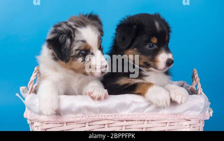 Zwei Australian Shepherd tan und Merle Welpen Stockfoto