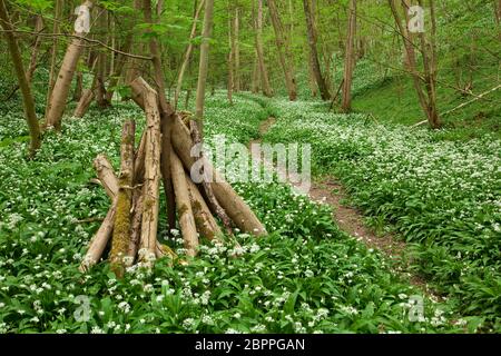 Pfad durch bewaldete Buchenwälder mit blühenden Ramsons in Robin Hood's Howl, North Yorkshire, Großbritannien. Stockfoto