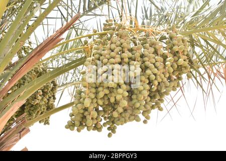 Selektive Konzentration auf die Cluster von Datteln.Grüne Datteln Palmenfrucht mit Zweigen auf Datteln Palme. Stockfoto