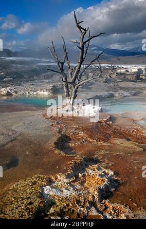 WY04433-00...WYOMING - farbenfrohe Travertin-Formationen unterhalb der Grassy Spring auf der Main Terrace bei Mammoth Hot Springs im Yellowstone Nationalpark. Stockfoto