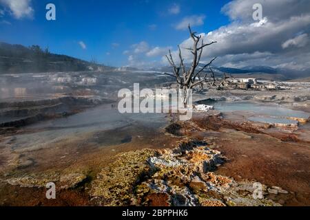 WY04434-00....WYOMING - farbenfrohe Travertin-Formationen unterhalb der Grassy Spring auf der Main Terrace bei Mammoth Hot Springs im Yellowstone Nationalpark. Stockfoto