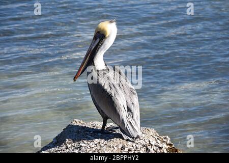 Yellow Head Pelican auf Felsen in Sarasota Florida sitzend mit geschlossenen Flügeln Stockfoto