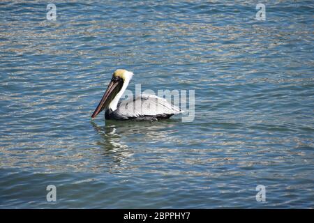 Yellow Head Pelican Schwimmen in der Bucht in Sarasota, Florida mit Flügeln Stockfoto