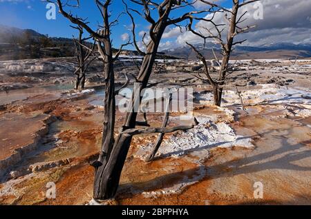 WY04436-00....WYOMING - Bäume umringt von bunten Travertin-Formationen unterhalb von Grassy Spring auf der Main Terrace bei Mammoth Hot Springs in Yellowstone Stockfoto