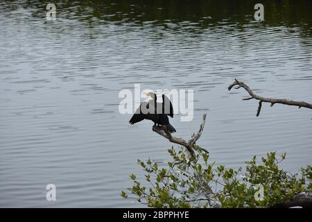 Comorant Sonnen auf Ast in Robinson Preserve in Bradenton, FL mit Flügeln ausgebreitet Stockfoto