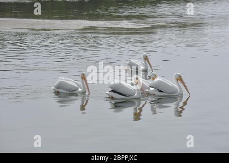 Gruppe von 5 wanderten weißen Pelikanen Schwimmen in Sarasota Bay vor der Küste von Bradenton FL Stockfoto