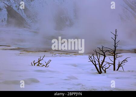 WY04445-00...WYOMING - Dampf steigt aus den heißen Quellen auf der Hauptterrasse bei Morgendämmerung Mammoth Hot Springs im Yellowstone Nationalpark. Stockfoto