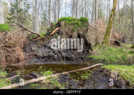 Frühling Erlenwald mit stehendem Wasser und Sturm gebrochen Fichte Moor, Wald Bialowieza, Polen, Europa Stockfoto