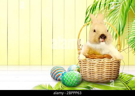Kleine Hase im Nest in Holz- Korb und bunte Ostereier auf glänzendem Holzboden und Palmen mit gelben Holz Wand Hintergrund. Glücklich Stockfoto