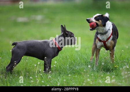 Zwei reinrassige Hunde spielen auf dem Rasen mit dem Ball Stockfoto