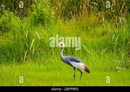 Zwei Royale Krane in einem Gras und Schilf Wiese in der Nähe von Thika in Kenia Stockfoto