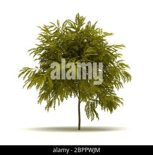Single Robinia pseudoacacia Baum. Auf weissem Hintergrund Stockfoto