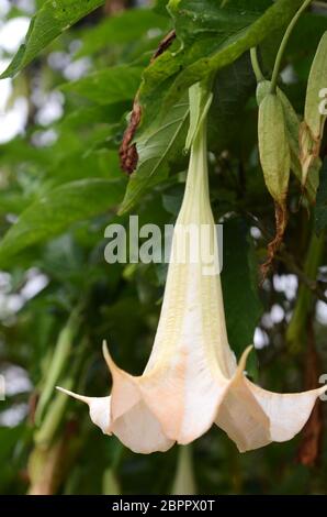 Engelstrompeten Blüten aus der Familie der Solanaceae auch als Angel's trumpet bekannt Stockfoto