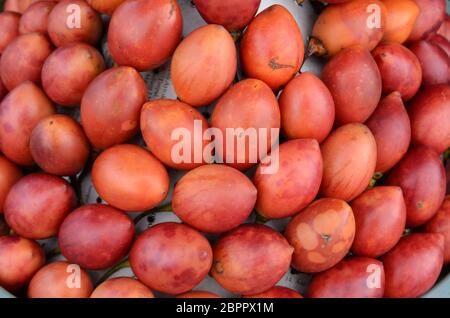 Baum Tomaten auch Tamarillo genannt Stockfoto