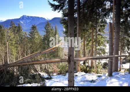 Detail von gefallenen Bäumen in einem Wald in den alpen Stockfoto