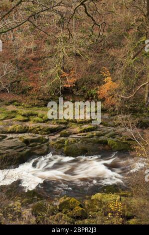 Ein Blick auf den Strid von oben in Strid Woods, Wharfedale, Yorkshire Dales, UK Stockfoto