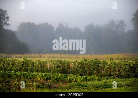 Lettische Landschaft mit Nebel über dem Garten. Klassische ländliche Landschaft in Lettland. Nebel ist winzige Wassertröpfchen in der Atmosphäre auf oder in der Nähe der Th ausgesetzt Stockfoto