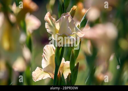 Sanfte rosa gladiolus Blumen blühen in den schönen Garten. Gladiolen ist Pflanze des Iris-Familie, mit Schwert - geformte Blätter und Spitzen der Hell col Stockfoto