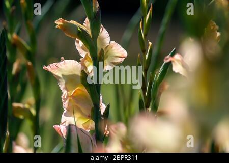 Sanfte rosa gladiolus Blumen blühen in den schönen Garten. Gladiolen ist Pflanze des Iris-Familie, mit Schwert - geformte Blätter und Spitzen der Hell col Stockfoto