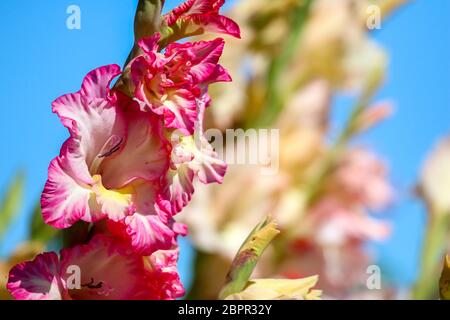 Rosa gladiolus Blumen blühen auf und blauer Himmel. Gladiolen ist Pflanze des Iris-Familie, mit Schwert - geformte Blätter und Spitzen von bunten Stockfoto