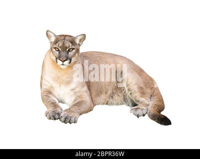 Pima oder Cougar auf weißem Hintergrund Stockfoto