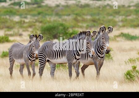 Drei Erwachsene Grevy Zebra im Samburu Reserve Kenia, die durch trockenes Gras wandern Stockfoto