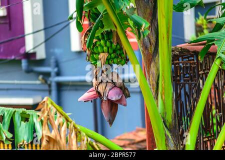 Schöne Bananenstaude und rosa Knospe hängen mit Bündel von Wachsen, nicht völlig reif, grüne Bananen Plantage am Regen - Wald aus Hintergrund isoliert. Cl Stockfoto