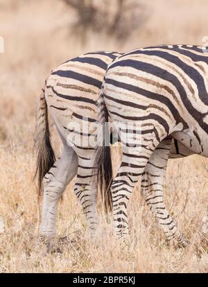 Nahaufnahme des Streifenmusters auf dem Burchell's Zebra, das deutlich den Schattenstreifen Kruger Park Südafrika zeigt Stockfoto