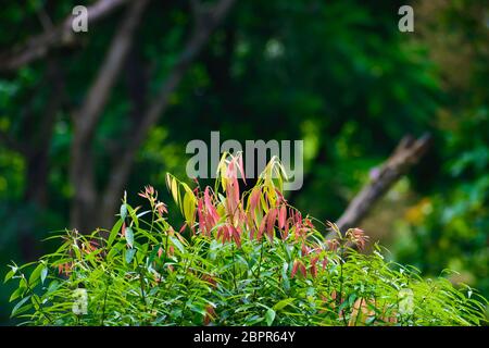 Selektiver Fokus: Schöne rosa, grüne und gelbe Blätter an Unschärfe Wald grün Hintergrund. Von Yumthang Tal oder Sikkim Tal der Blumen sa übernommen Stockfoto